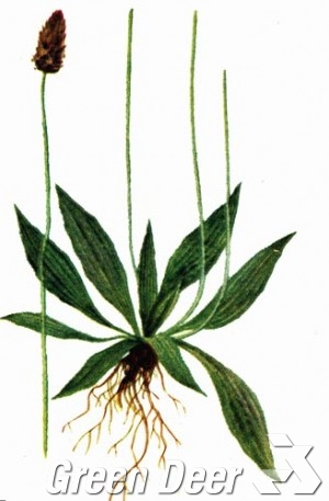 Подорожник ланцетолистный, ланцетовидный. - Plantago lanceolata L.